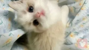 小鱼