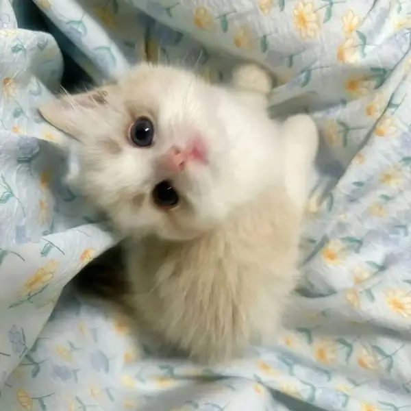 小鱼