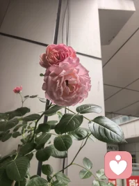 我相信：每一种情绪都值得被看见，每一个故事都值得被倾听。在你感到迷茫、疲惫或孤独的时候，我会安静地陪在你身边，不评判、不催促。配图