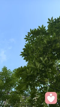 ​
​别人的花园再绚烂
我只低头耕耘自己的心田

种下我喜欢的从容与闲适
​