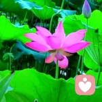 随缘的头像