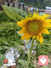 美丽的你配图