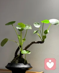 独处多年，心自安然。静守一隅，聆听心声。