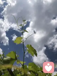 有些委屈说不出口，
有些压力无人理解，
有些情绪连自己都不知道该怎么安放。

心理咨询不是脆弱的证明，
而是认真照顾自己的开始。

愿每一个努力生活的人，
都能被理解、被接纳、被温柔对待。配图