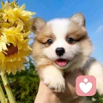 启航倾听，守护你一生的头像