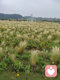 心情不好的时候就出门走走，看看路边开得正好的花花草草，慢慢就能找到属于自己的那份宁静，让整颗心都浸在暖融融的阳光下，这一刻的你，不受任何束缚，无比自由。