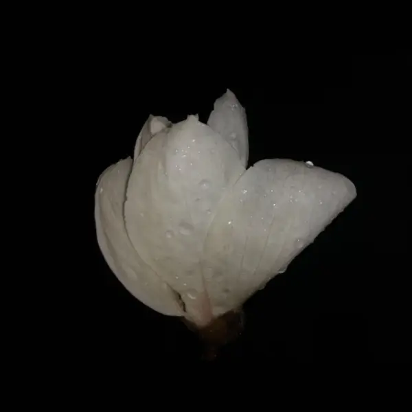 林叙白❤️