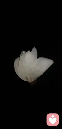 你看，即使在黑夜里，我也努力把自己开得干干净净。可这世间的事，从来都是如人饮水。我满身露水，以为能换来一场雨，最后才发现，不过是夜风里的一滴泪。配图