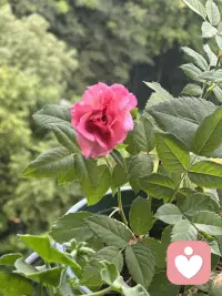 倾听的目的是：给对方一种被关注的感觉，满足对方的存在感和价值感！
会倾听在关系里比会说更重要