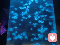 他是我的牧者，我不缺乏 ，有满足的喜乐。配图