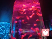 他是我的牧者，我不缺乏 ，有满足的喜乐。配图
