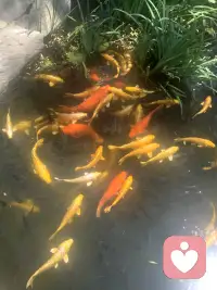 所有文化知识典籍目的只有一个，点亮自己的那颗光明正大的心，当你的心会用了，人和人之间，人和事之间，人与自然之间，人与自己之间，都会妙用的如鱼得水自由自在逍遥一世，其实活着就这点事，想多了都是心不明，眼不亮，没有学习的原因。配图