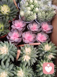 1. 渡人先渡己，疗心先自愈，心安稳，方能安众生。
​
2. 守好情绪边界，接纳能力有限，温柔助人，清醒自爱。
​
3. 倾听世间万般苦楚，守住内心一方清净。
​
4. 不揽他人风雨，不负自身初心，从容行医，静心修行。
​
5. 以温柔共情众生，以清醒守护自己。
​
6. 见过太多黑暗，依旧心怀暖阳，治愈他人，温暖自己。
​
7. 放下职业执念，看淡咨询得失，尽心即可，无愧于心。
​
8. 做情绪的摆渡人，不做烦恼的收纳者。
​
9. 修己静心，从容从业，慢渡人心，安然度日。
​
10. 心怀善意有尺度，心怀慈悲有锋芒。配图