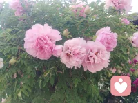 花儿小调:
上去高山望平川，
平川里有一朵牡丹。
看去容易摘去难，
摘不到手里是枉然。
 

 
（哎）上去（这）高山（者哟啊呀）
望（啊哎嘿）望平（了）川（呀）
（哎嘿哟）望平（了）川（呀哈哈）
平川里（哎嘿）有一朵（呀）牡丹（呀）
 
（哎）看去时容易（者哟啊呀）
（哎嘿哟）摘去时难（呀）
（哎嘿哟）摘去时难（呀哈哈）
摘不到（哎嘿）我手里是（呀）枉然（呀）配图