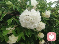 花儿小调:
上去高山望平川，
平川里有一朵牡丹。
看去容易摘去难，
摘不到手里是枉然。
 

 
（哎）上去（这）高山（者哟啊呀）
望（啊哎嘿）望平（了）川（呀）
（哎嘿哟）望平（了）川（呀哈哈）
平川里（哎嘿）有一朵（呀）牡丹（呀）
 
（哎）看去时容易（者哟啊呀）
（哎嘿哟）摘去时难（呀）
（哎嘿哟）摘去时难（呀哈哈）
摘不到（哎嘿）我手里是（呀）枉然（呀）配图