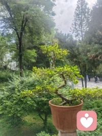 摒弃急于求成，静待时光花开
 
人这一生，最容易内耗的，莫过于急于求成。
 
我们总盼着付出立刻有回报，努力马上见结果，播种即刻得丰收。读书几日便想学识渊博，健身数天就盼体态蜕变，深耕一事短暂不见成效，便心生焦虑、匆匆放弃。我们追赶着世俗的节奏，慌慌张张赶路，把耐心耗尽，把心态打乱，最终一事无成，徒留疲惫与迷茫。
 
世间所有美好，从无速成的捷径。春生夏长，秋收冬藏，草木生长需要四季沉淀，繁花绽放需要日夜积蓄，万事万物都有自己的节奏与花期。就像种子破土，需要默默扎根泥土，熬过无人问津的时光，才能汲取养分、茁壮成长；就像溪流奔海，需要缓缓汇聚、日夜奔涌，方能跨越山河，奔赴辽阔汪洋。
 
急于求成的本质，是浮躁的心态，是对过程的轻视。我们总执着于结果的光鲜，却忽略了真正让人成长、让人沉淀、让人蜕变的，恰恰是默默坚持的过程。那些日复一日的积累，那些不为人知的付出，那些默默坚守的时光，看似毫无波澜，实则都在悄悄蓄力，为往后的绽放铺路。
 
人生从不是一场竞速赛，而是一场漫长的修行。不必焦虑为时已晚，不必强求立竿见影。放下浮躁，褪去急功近利的执念，允许一切慢慢来。脚踏实地走好每一步，沉下心打磨自己，耐心耕耘，默默积淀。
 
时光从不辜负坚持，所有稳稳当当的努力，终会在合适的时机，开出最温柔、最坚韧的花。