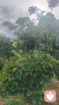 摒弃急于求成，静待时光花开
 
人这一生，最容易内耗的，莫过于急于求成。
 
我们总盼着付出立刻有回报，努力马上见结果，播种即刻得丰收。读书几日便想学识渊博，健身数天就盼体态蜕变，深耕一事短暂不见成效，便心生焦虑、匆匆放弃。我们追赶着世俗的节奏，慌慌张张赶路，把耐心耗尽，把心态打乱，最终一事无成，徒留疲惫与迷茫。
 
世间所有美好，从无速成的捷径。春生夏长，秋收冬藏，草木生长需要四季沉淀，繁花绽放需要日夜积蓄，万事万物都有自己的节奏与花期。就像种子破土，需要默默扎根泥土，熬过无人问津的时光，才能汲取养分、茁壮成长；就像溪流奔海，需要缓缓汇聚、日夜奔涌，方能跨越山河，奔赴辽阔汪洋。
 
急于求成的本质，是浮躁的心态，是对过程的轻视。我们总执着于结果的光鲜，却忽略了真正让人成长、让人沉淀、让人蜕变的，恰恰是默默坚持的过程。那些日复一日的积累，那些不为人知的付出，那些默默坚守的时光，看似毫无波澜，实则都在悄悄蓄力，为往后的绽放铺路。
 
人生从不是一场竞速赛，而是一场漫长的修行。不必焦虑为时已晚，不必强求立竿见影。放下浮躁，褪去急功近利的执念，允许一切慢慢来。脚踏实地走好每一步，沉下心打磨自己，耐心耕耘，默默积淀。
 
时光从不辜负坚持，所有稳稳当当的努力，终会在合适的时机，开出最温柔、最坚韧的花。