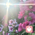 霞光🌈心理咨询师的头像