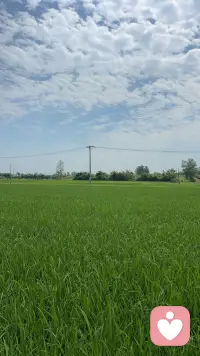 风吹过稻田的时候，我好像听见了心里的叹息。中年的婚姻，没有大吵大闹，只有越来越少的对话；孩子的教育，没有惊天动地，只有日复一日的焦虑。原来最累的不是辛苦，是明明并肩走着，却越来越远。配图