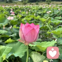 生活不易 且行且珍惜 生活并不止柴米油盐更要有自己的精神世界配图