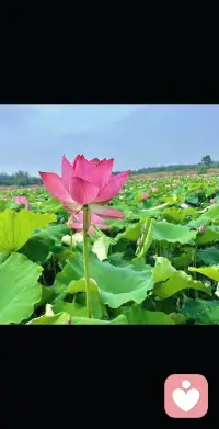 总有人表面迎着灿烂日光，私下扛着生活的窘迫，还要分辨身边假意温柔的人，连情绪流露都要刻意伪装，不敢轻易袒露内心拉扯的欲望与孤独。如果你心里积攒了无处诉说的压抑、孤单与疲惫，不用硬撑，我在这里安静等你，放心把藏在心底所有说不出口的故事慢慢讲给我听。配图