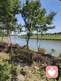 你看这树，站在岸边，不慌不忙地长着，风来就摇一摇枝桠，雨来就把根扎得更深些。
河水也是，不急不躁地往前流，哪怕遇到弯道，也只是轻轻绕过去，继续走自己的路。
 
生活里的那些难，就像偶尔吹过的风、泛起的涟漪，当时看着扰人，过后再看，也只是水面上的一道浅痕。
你不必逼自己立刻好起来，也不用强撑着往前走。就像此刻的阳光落在树影上，你也可以找个地方，歇一歇，喘口气，让心跟着这风，慢慢静下来。
 
你已经很努力了，剩下的，交给时间就好。风会继续吹，水会继续流，你也会慢慢被温柔裹住，重新长出力气的。