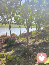 你看这树，站在岸边，不慌不忙地长着，风来就摇一摇枝桠，雨来就把根扎得更深些。
河水也是，不急不躁地往前流，哪怕遇到弯道，也只是轻轻绕过去，继续走自己的路。
 
生活里的那些难，就像偶尔吹过的风、泛起的涟漪，当时看着扰人，过后再看，也只是水面上的一道浅痕。
你不必逼自己立刻好起来，也不用强撑着往前走。就像此刻的阳光落在树影上，你也可以找个地方，歇一歇，喘口气，让心跟着这风，慢慢静下来。
 
你已经很努力了，剩下的，交给时间就好。风会继续吹，水会继续流，你也会慢慢被温柔裹住，重新长出力气的。