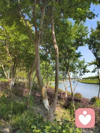 你看这树，站在岸边，不慌不忙地长着，风来就摇一摇枝桠，雨来就把根扎得更深些。
河水也是，不急不躁地往前流，哪怕遇到弯道，也只是轻轻绕过去，继续走自己的路。
 
生活里的那些难，就像偶尔吹过的风、泛起的涟漪，当时看着扰人，过后再看，也只是水面上的一道浅痕。
你不必逼自己立刻好起来，也不用强撑着往前走。就像此刻的阳光落在树影上，你也可以找个地方，歇一歇，喘口气，让心跟着这风，慢慢静下来。
 
你已经很努力了，剩下的，交给时间就好。风会继续吹，水会继续流，你也会慢慢被温柔裹住，重新长出力气的。