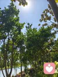 你看这树，站在岸边，不慌不忙地长着，风来就摇一摇枝桠，雨来就把根扎得更深些。
河水也是，不急不躁地往前流，哪怕遇到弯道，也只是轻轻绕过去，继续走自己的路。
 
生活里的那些难，就像偶尔吹过的风、泛起的涟漪，当时看着扰人，过后再看，也只是水面上的一道浅痕。
你不必逼自己立刻好起来，也不用强撑着往前走。就像此刻的阳光落在树影上，你也可以找个地方，歇一歇，喘口气，让心跟着这风，慢慢静下来。
 
你已经很努力了，剩下的，交给时间就好。风会继续吹，水会继续流，你也会慢慢被温柔裹住，重新长出力气的。