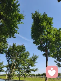 你看这树，站在岸边，不慌不忙地长着，风来就摇一摇枝桠，雨来就把根扎得更深些。
河水也是，不急不躁地往前流，哪怕遇到弯道，也只是轻轻绕过去，继续走自己的路。
 
生活里的那些难，就像偶尔吹过的风、泛起的涟漪，当时看着扰人，过后再看，也只是水面上的一道浅痕。
你不必逼自己立刻好起来，也不用强撑着往前走。就像此刻的阳光落在树影上，你也可以找个地方，歇一歇，喘口气，让心跟着这风，慢慢静下来。
 
你已经很努力了，剩下的，交给时间就好。风会继续吹，水会继续流，你也会慢慢被温柔裹住，重新长出力气的。