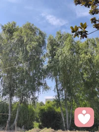 你看这树，站在岸边，不慌不忙地长着，风来就摇一摇枝桠，雨来就把根扎得更深些。
河水也是，不急不躁地往前流，哪怕遇到弯道，也只是轻轻绕过去，继续走自己的路。
 
生活里的那些难，就像偶尔吹过的风、泛起的涟漪，当时看着扰人，过后再看，也只是水面上的一道浅痕。
你不必逼自己立刻好起来，也不用强撑着往前走。就像此刻的阳光落在树影上，你也可以找个地方，歇一歇，喘口气，让心跟着这风，慢慢静下来。
 
你已经很努力了，剩下的，交给时间就好。风会继续吹，水会继续流，你也会慢慢被温柔裹住，重新长出力气的。