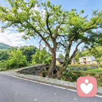 鹅语心事

   望着石桥旁这棵五百多年的古树，忽然生出许多感悟。

      树根紧紧相连，主干分叉伸展，再不断衍生细枝，像极了我们的家庭。祖辈是深埋泥土的根基，一代人相遇相守，结为夫妻，繁衍后代，子子孙孙，慢慢开枝散叶。
 
   同根而生，却各自向阳生长。

   夫妻是最初并肩的两大枝干，唯有彼此扶持，树干才能挺拔；等到儿女长大，长出属于自己的枝丫，奔赴独属于自己的人生。
 
      血脉一脉相承，可每个人都有自己生长的方向。
亲情里不必强求枝叶紧紧相依，懂得包容差异、守住边界，互相体谅，这一脉温情才能长久安稳。
倘若你正被夫妻隔阂、亲子矛盾、家庭内耗困住，心里藏着万千心事，我在这里静静倾听。