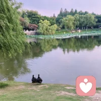 傍晚陪着母亲在园中漫步。
岸边黑天鹅静静伫立，一池荷叶舒展，垂柳倒映水中。
大自然自带一种温柔的疗愈力量。
很多时候不必急于追赶，慢下来感受当下，内心自会得到安放。