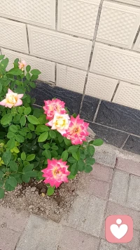 我们总在追求“被看见”，却忘了自己本就自带光芒，那些“已读不回”的失落，“不如别人”的焦虑，“不敢休息”的愧疚，其实都是把评判的尺子交给了外界，而“放自己一马”，恰恰是把这把尺子拿回来。允许自己在没有回音的山谷自在高歌，允许自己不在别人的跑道气喘吁吁，允许自己在紧绷的生活里理直气壮的“掉线”片刻。人生不是一场“马不停蹄”的赛跑，而是既有“逼自己一把”的勇气，也有“放自己一马”的从容。