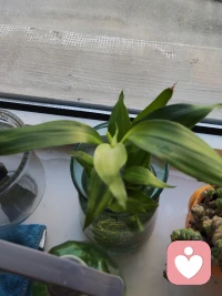 植物都需要被陪伴，好好浇水，拿到太阳底下进行光合作用，它会慢慢变好。人也一样需要陪伴，你看见他或者她的需求和思考，就给予了他们莫大的财富，这种无形的财富是他们行动力的养料。