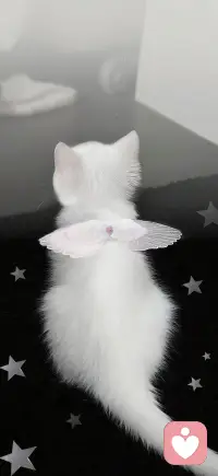 世间繁花不如你，人间美好因你

#爱自己无条件的爱自己每个人都是天使