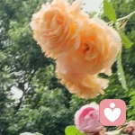 远方.的头像