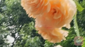 远方.倾听