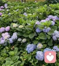 你一直以为忍住了冲动就代表你善良，压下了愤怒就说明你成熟，以为把自己的一切让出去，就能换来别人的珍惜。但其实你只是把那些“真实的情绪”堆到了心底深处，变成了一个随时可能引爆的炸药包。你活得越“没有情绪”，就越容易在某天彻底崩溃，你控制的越好，失控时就越可怕。被压抑的“恶”最容易毁掉关系，甚至毁掉你自己。你习惯不说“不”，最后变得越来越愤怒，你习惯忍耐不满，最后变得越来越冷漠，你习惯维持形象，最后变得越来越陌生了。你不是变坏了，你只是太久没做真实的自己了，而人一旦不能真实的表达，善也会变质，美也会扭曲，关系也会慢慢瓦解。真正的善，是允许自己“不善”的那一刻，你可以发脾气，不代表你失去了善良，你可以拒绝别人，不代表你不再美好，你可以表达愤怒、不满、情绪底线，那不是堕落，那是一个真实的人在保护自己的完整性。你越诚实，越温柔，你越真实，越有力量。所以，不要再用善良压抑你的人性，你要善良，但你要有牙，你要温柔，但你要有界限，你可以宽容，但不必毫无保留。一个总是忍让的人，不叫好人，叫“自我耗尽的人”。一个总是微笑的人，不叫温柔，叫“情绪压抑的人”。善良不是“永远顺从”，而是敢于说出真话，还依然愿意爱人。别让你的温柔变成别人理所当然的索取，你要学会表达愤怒，而不是压抑他。你要学会保护自己，而不是牺牲自己，你要善的有力量，而不是只能忍耐，你要美的有锋芒，而不是只剩顺从，你不是为了当“别人眼中的好人”而活，你是来成为完整的你自己。配图