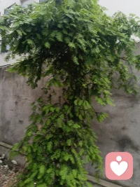 生活虐我千百遍，我待生活如初恋，多少多少人对生活，工作，情感所有的压力困扰的焦头烂额，现在的年轻人，我愿倾听你所有的压抑，与负面情绪，我会静静的倾听你的烦恼，分担你的，不安的情绪，让你烦躁的心情有一个发泄的出口配图