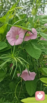 中午出去散步，在路边看到了这个叫牵牛花吧，只有在小时候看到过这花。