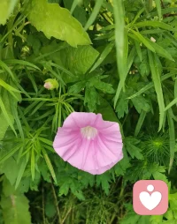 中午出去散步，在路边看到了这个叫牵牛花吧，只有在小时候看到过这花。