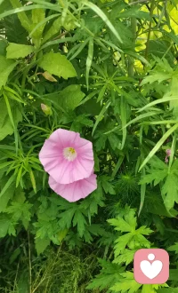 中午出去散步，在路边看到了这个叫牵牛花吧，只有在小时候看到过这花。
