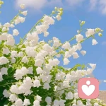 缘来是你的头像