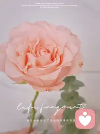 🌸
      生活没有百分的圆满，但有知足的清欢！