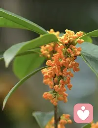 一日慈，二日俭，三日不敢为天下先