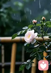 茶不过两个姿态，沉，浮，饮茶人不过两个动作，拿起，放下，人生如茶，沉时坦然，浮时淡然，拿得起也要放得下！配图