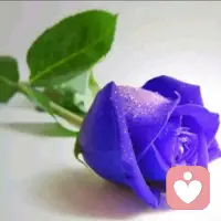 🌹蓝攻瑰寓意着单纯美好的爱，
🌹因为植珠的颜色呈清新的蓝色，
🌹所以给人一种干净，
🌹清爽的感觉；
🌹纯朴善良！！！

🌹因其不妖艳的色彩，
🌹在静静的绽放；


🌹相遇是一种宿命，，，
🌹心灵的交汇让我们有诉不尽的浪漫情怀。。。配图
