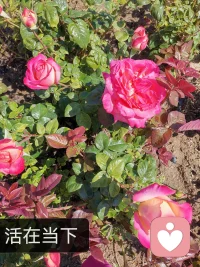 #懂比爱更重要
​
​孩子的外显行为如厌学休学、拖延强迫等，仅是冰山一角，潜藏于水面下的未被满足的心理需求、扭曲的家庭关系及僵化的沟通模式才是关键

​每个孩子都拥有自我成长的潜能，父母的角色不是“雕刻师”而是“园艺师”、“园丁”。
通过调整家庭系统关系，提升科学养育认知观念，活化实体环境，滋养孩子的心灵环境，引导孩子从“被迫服从”的控制性教育转向“主动选择”的适性教育

长期被打压、被否定和被贬低的孩子，会形成“我不够好”“我不被喜欢”及“我很糟糕”的核心信念，这种信念会让孩子丧失自信、勇气，形成低自尊低价值感，从而剥夺内在学习动机，从“我要学”到“要我学〞再到“我不学”的习得性无助的躺平状态

如何激活孩子的内驱力？需要适性养育—了解孩子，认识自己。这需要一个过程，需要一个让孩子感觉到被看见、被关注、被接纳和被激励的过程。配图