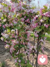 #懂比爱更重要
​
​孩子的外显行为如厌学休学、拖延强迫等，仅是冰山一角，潜藏于水面下的未被满足的心理需求、扭曲的家庭关系及僵化的沟通模式才是关键

​每个孩子都拥有自我成长的潜能，父母的角色不是“雕刻师”而是“园艺师”、“园丁”。
通过调整家庭系统关系，提升科学养育认知观念，活化实体环境，滋养孩子的心灵环境，引导孩子从“被迫服从”的控制性教育转向“主动选择”的适性教育

长期被打压、被否定和被贬低的孩子，会形成“我不够好”“我不被喜欢”及“我很糟糕”的核心信念，这种信念会让孩子丧失自信、勇气，形成低自尊低价值感，从而剥夺内在学习动机，从“我要学”到“要我学〞再到“我不学”的习得性无助的躺平状态

如何激活孩子的内驱力？需要适性养育—了解孩子，认识自己。这需要一个过程，需要一个让孩子感觉到被看见、被关注、被接纳和被激励的过程。配图